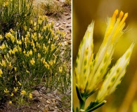 Lorandersonia baileyi