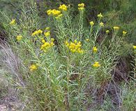 Lorandersonia linifolia