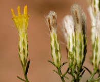 Lorandersonia pulchella