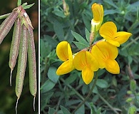 Lotus corniculatus