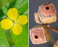 Ludwigia alternifolia