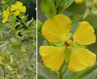 Ludwigia bonariensis