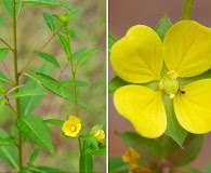 Ludwigia decurrens