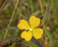 Ludwigia erecta