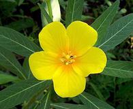 Ludwigia grandiflora