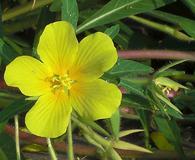 Ludwigia hexapetala