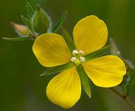 Ludwigia hirtella