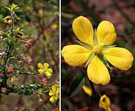 Ludwigia leptocarpa