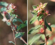 Ludwigia pilosa