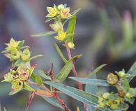 Ludwigia sphaerocarpa