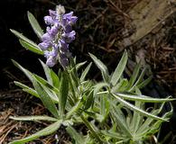 Lupinus adsurgens