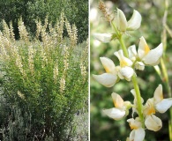 Lupinus angustiflorus