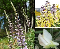 Lupinus arbustus