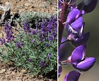 Lupinus argenteus