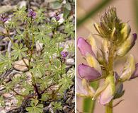 Lupinus arizonicus