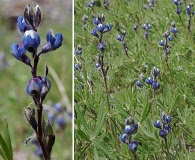 Lupinus bicolor