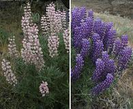 Lupinus bingenensis