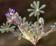 Lupinus brevicaulis