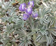 Lupinus breweri