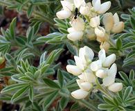 Lupinus dalesiae