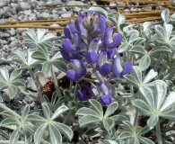 Lupinus duranii