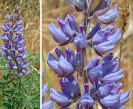 Lupinus formosus