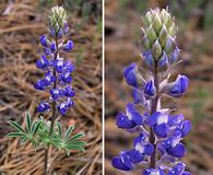 Lupinus hillii