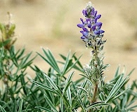 Lupinus kuschei