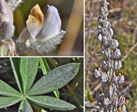 Lupinus leucophyllus