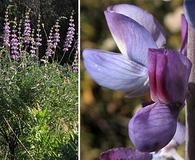 Lupinus longifolius