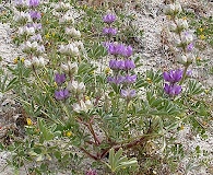 Lupinus microcarpus