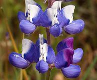 Lupinus nanus