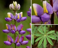 Lupinus neomexicanus