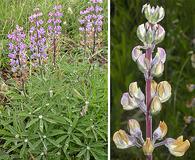 Lupinus oreganus