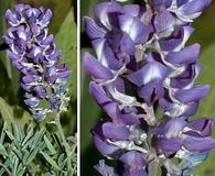 Lupinus parviflorus