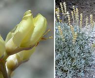 Lupinus peirsonii