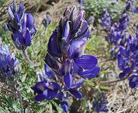 Lupinus saxosus