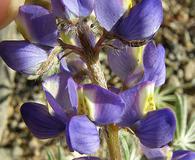 Lupinus sparsiflorus