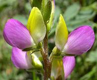 Lupinus stiversii