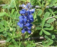 Lupinus subcarnosus