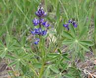 Lupinus succulentus