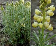 Lupinus sulphureus