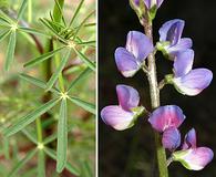 Lupinus truncatus