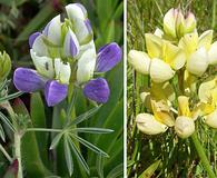 Lupinus variicolor