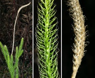 Lycopodium lagopus