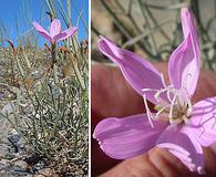 Lygodesmia grandiflora