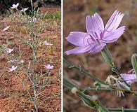 Lygodesmia juncea