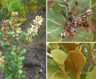 Lyonia fruticosa