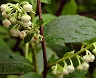 Lyonia ligustrina