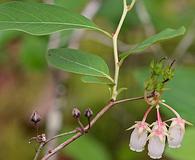 Lyonia mariana